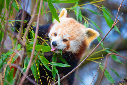 red panda Ailurus fulgens, lesser panda, is a small mammal