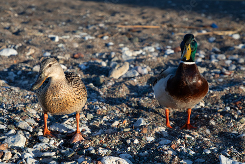 Pair of ducks standing on rocky shore under warm sunlight