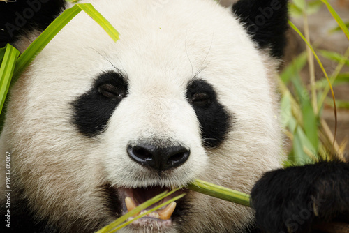 giant black and white panda is eating bamboo. Large animal closeup