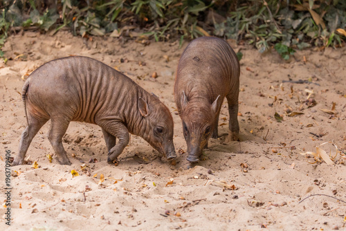Two young wild boars exploring sandy ground in natural habitat