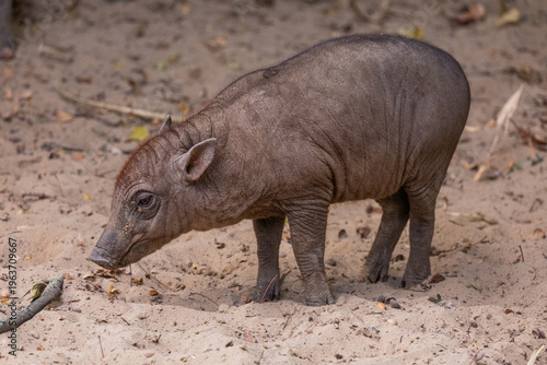 Small wild boar walking on sandy ground in natural habitat