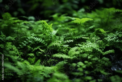 Green ferns thriving in a natural woodland floor, illustrating growth and nature