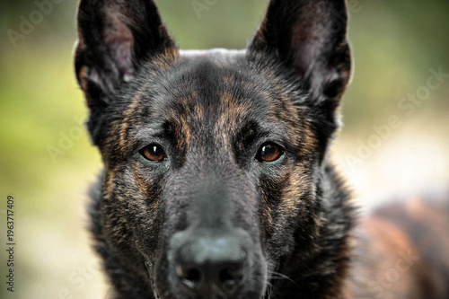 Headshot of a Dutch shepherd dog looking in the camera full focus 