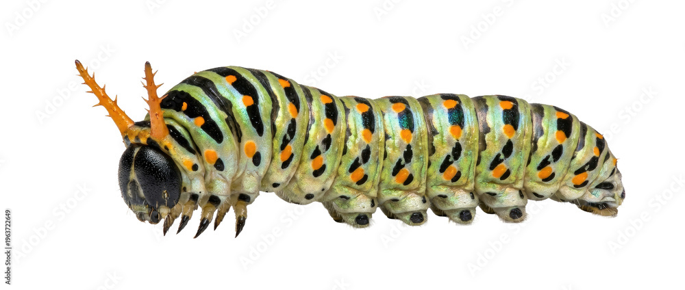 Fototapeta premium Brightly Colored Caterpillar Macro Shot Isolated