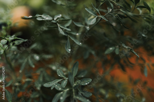 leaves in the snow