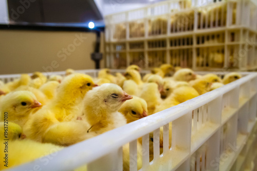 Wallpaper Mural Newly Hatched Chicks in Industrial Hatchery Trays Illustrating Large-Scale Poultry Production and Agribusiness Supply Chain. Torontodigital.ca