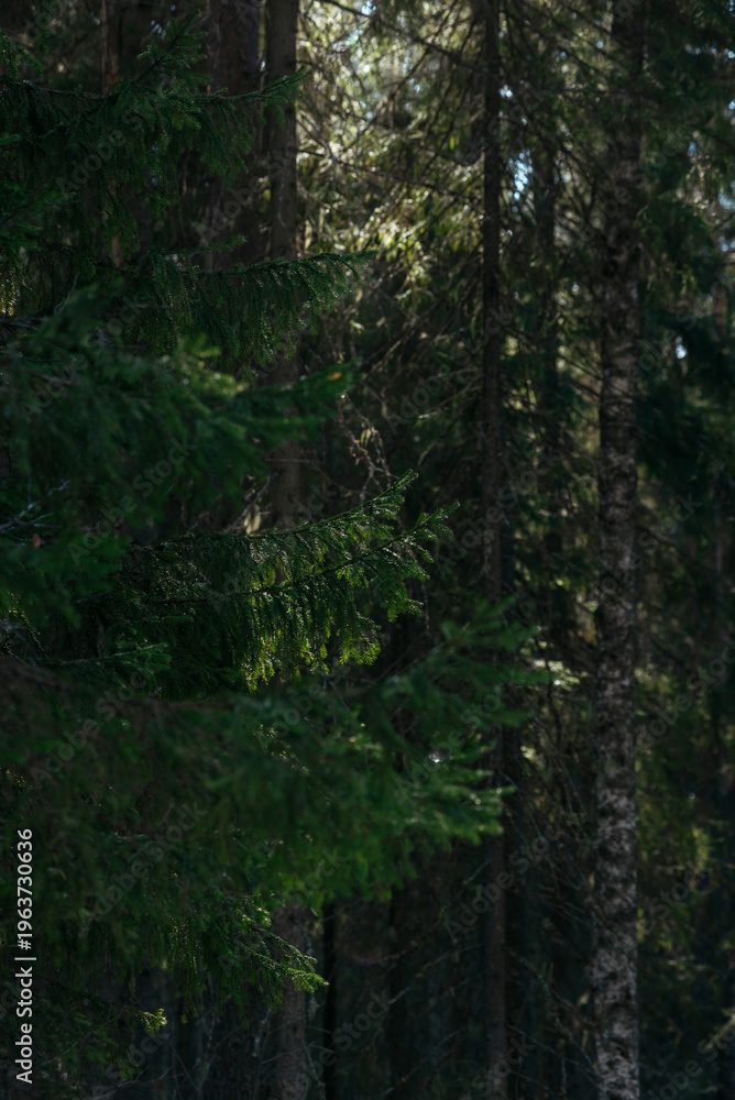Obraz premium A spring forest. Warm sunlight, deep shadows, and bright patches of sun.