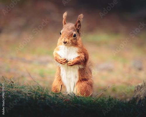 Tablou pe pânză The Red Squirrel (Sciurus vulgaris), also called Eurasian Red Squirrel, perched