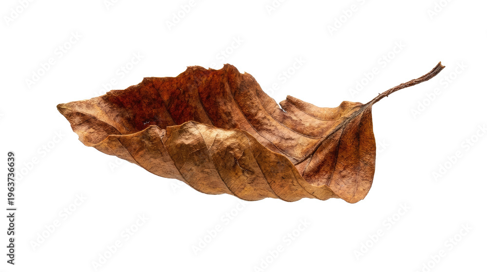 Fototapeta premium Single Textured Brown Dry Leaf Isolated on White