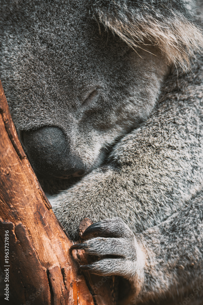 Obraz premium koala, australia