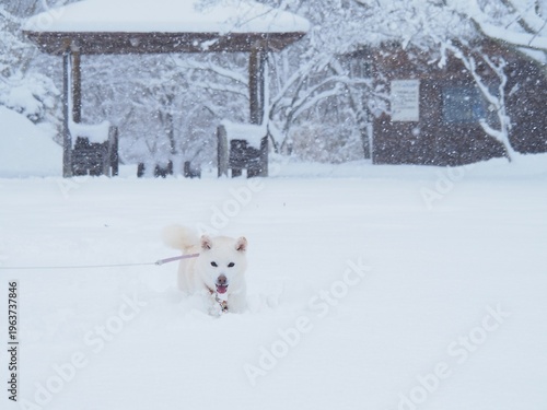 雪の公園を散歩する白い犬
