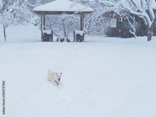 雪の公園を散歩する白い犬