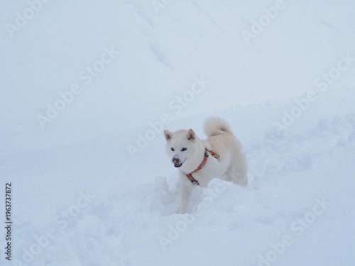 雪の公園を散歩する白い犬