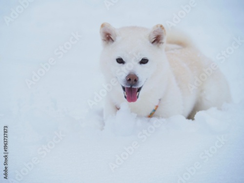 雪の公園を散歩する白い犬