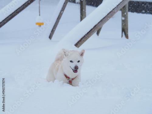 雪の公園を散歩する白い犬
