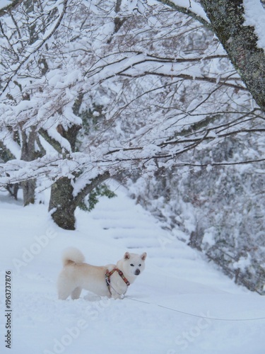 雪の公園を散歩する白い犬