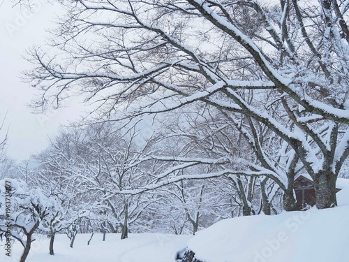 雪に覆われた公園