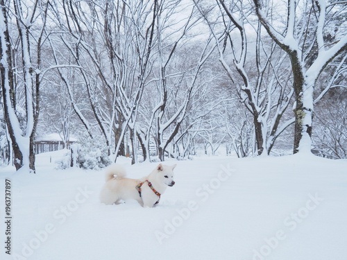 雪の公園を散歩する白い犬
