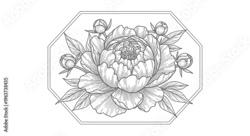 Detailed elegant peony flower with buds and leaves inside an octagonal frame, on an isolated white background.