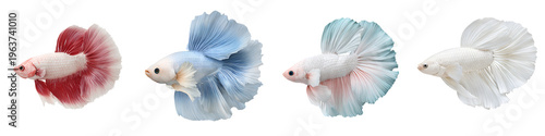 Colorful Betta Fish: Siamese Fighting Fish Collection on White Background