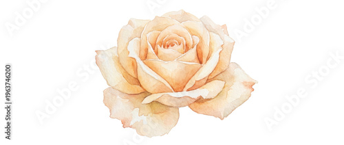 Delicate Watercolor Peach Rose Blossom Floral Art