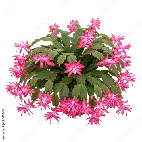 Vibrant Pink Christmas Cactus Flowers Bloom in Spring