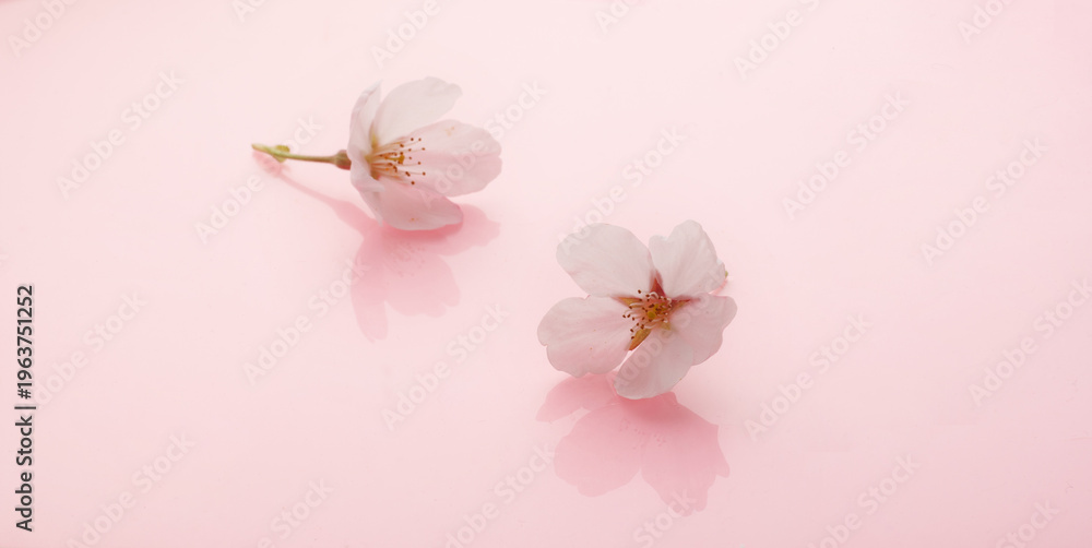 Fototapeta premium 桜 イメージ