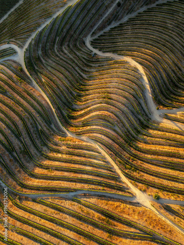 Fotografía Abstract aerial composition of vineyard rows and dirt paths forming flowing lines across the Douro Valley, Portugal