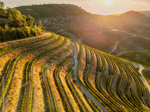 Quadro em tela Sunlit terraced vineyards glow at sunset in the Douro Valley, Portugal, captured from a drone above rolling wine country hills