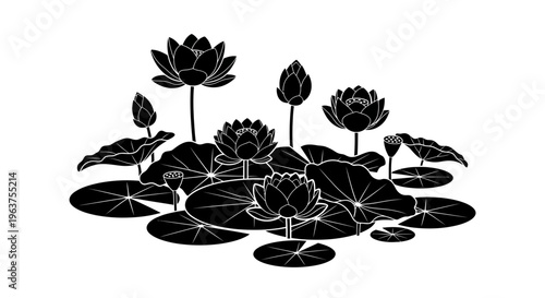 Black and white lotus flowers bloom.