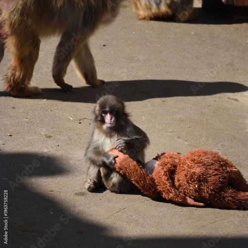 オランウータンぬいぐるみとパンチ、市川動植物園のニホンザル