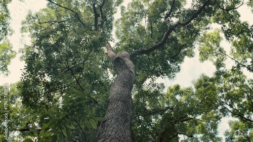 Close-up low-angle shot of a powerful tree trunk with detailed bark reaching into a lush forest canopy against a clouded sky.