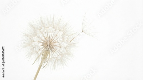 Minimalist single dandelion seed head with one seed detaching in soft wind, white background, delicate and airy.