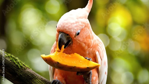 Salmon-crested Cockatoo eating mango fruit on tree branch, close-up, tropical bird eating