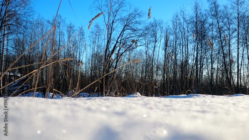 Glistening snow blankets the ground as soft sunlight creates a magical glow. Bare trees stand tall against a clear blue sky, revealing tranquil charm of winter embrace. Nature of Karelia. Frosty day