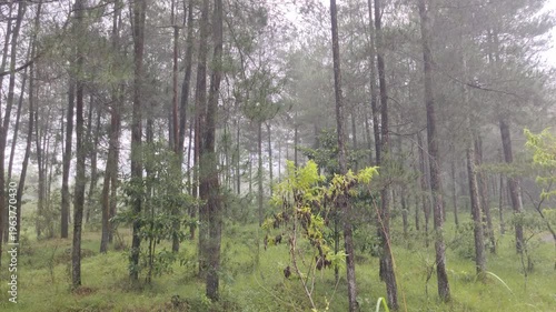 spring in the forest