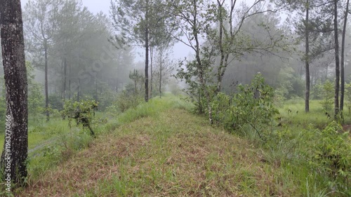 morning in the forest
