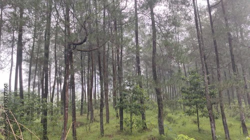 morning in the woods