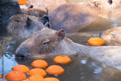 伊豆シャボテン動物公園のカピバラ