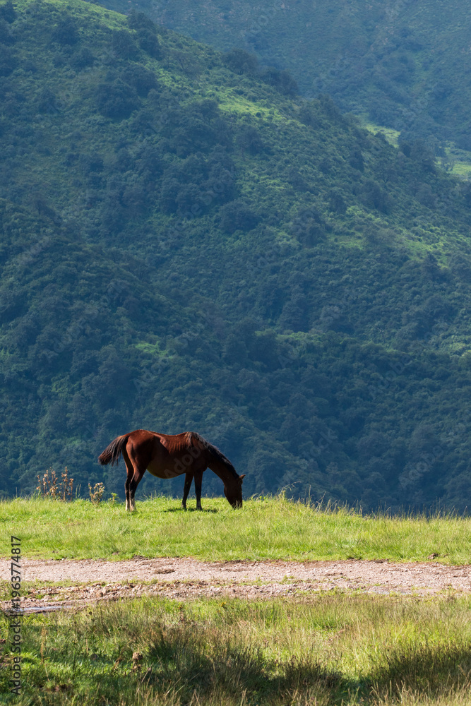 Fototapeta premium horse in the mountains