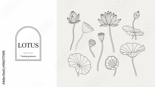 An artistic line drawing showcases various stages of lotus flowers and leaves accompanied by a minimalist logo design high quality professional detailed modern elegant stylish clean