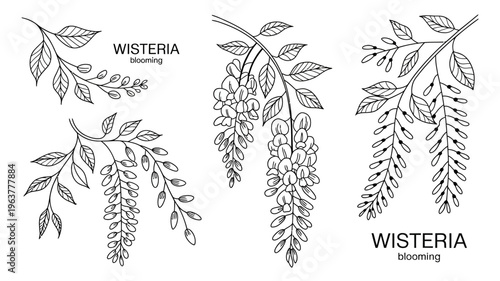 A detailed black and white botanical illustration depicts several wisteria branches with leaves and cascading flower clusters high quality professional modern elegant stylish clean crisp vibrant