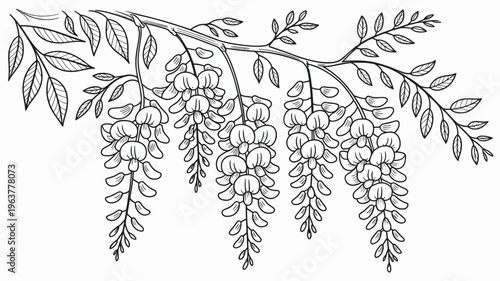 Billede på lærred A detailed black and white illustration showcases several clusters of wisteria f
