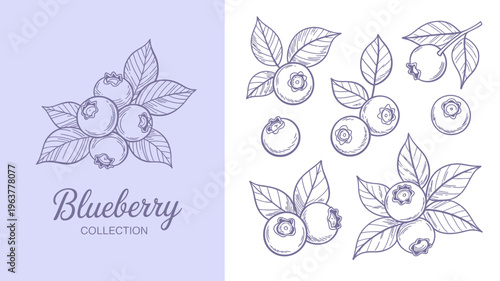 A delicate illustration showcases various arrangements of blueberries with leafy branches presented in a clean hand drawn style high quality professional detailed modern elegant stylish crisp