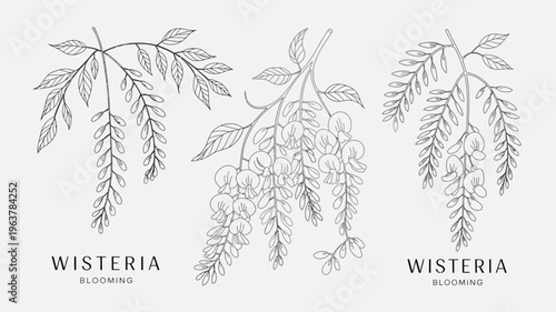 A delicate botanical illustration showcases three sprigs of wisteria featuring detailed line work of leaves and cascading flower buds high quality professional modern elegant stylish clean