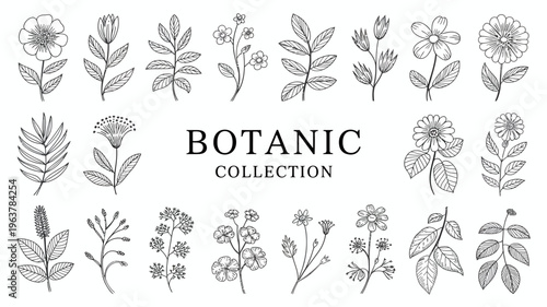A collection of delicate hand drawn botanical illustrations featuring various flowers leaves and plant elements in black and white high quality professional detailed modern elegant stylish