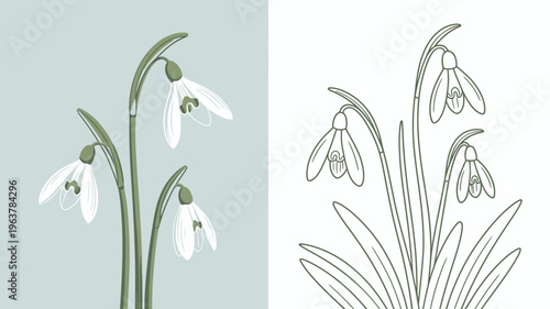 A split composition showcases snowdrop flowers one in soft color and the other as a detailed line drawing highlighting botanical illustration high quality professional modern elegant