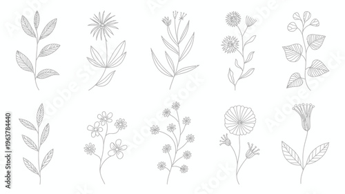 A collection of delicate hand drawn floral and botanical illustrations showcasing various plant stems and blossoms in monochrome high quality professional detailed modern elegant stylish clean