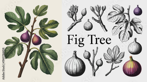 An antique botanical illustration displays various stages of fig tree growth showing leaves branches blossoms and ripe fruit high quality professional detailed modern elegant stylish clean