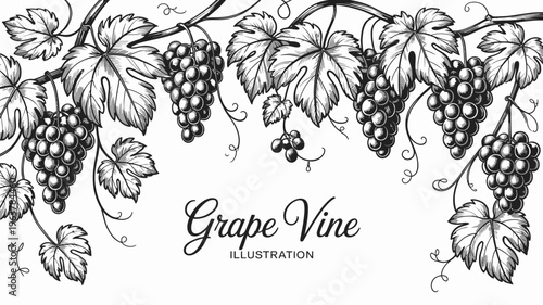 A detailed vintage style illustration showcases lush grape vines with hanging bunches of grapes and intricately detailed leaves high quality professional modern elegant stylish clean crisp